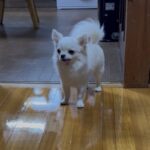 【2025年　11月】ペット専用コーティング