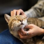 ２月２２日【猫の日特集！】